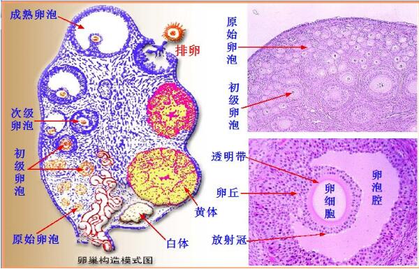 卵巢.jpg