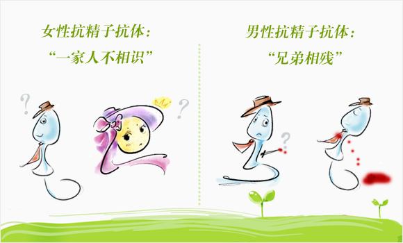 抗精子抗体