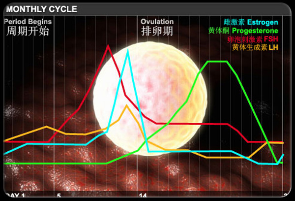 正常月经周期女性体内激素的变化.jpg