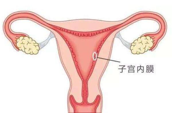 子宫内膜