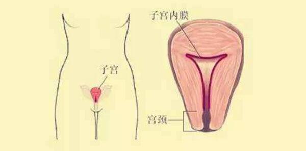 子宫内膜