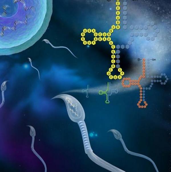 精子dna