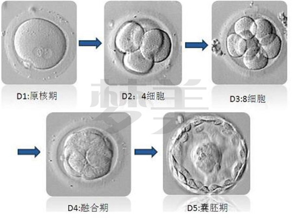 囊胚培育
