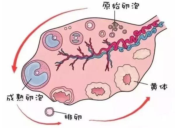 卵巢