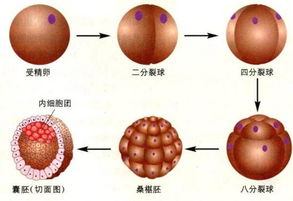 囊胚培育