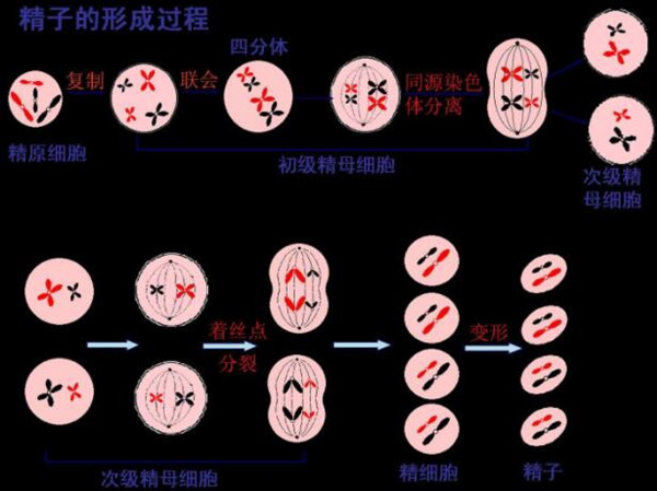 精子形成