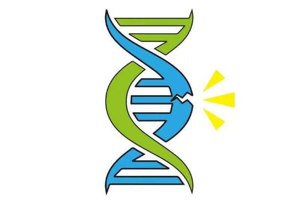精子dna