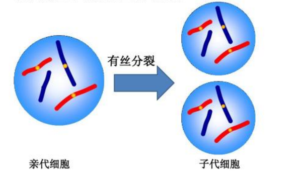 有丝分裂