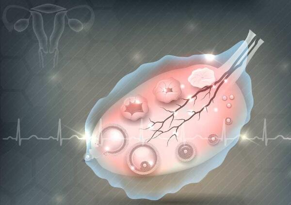 卵巢卵泡