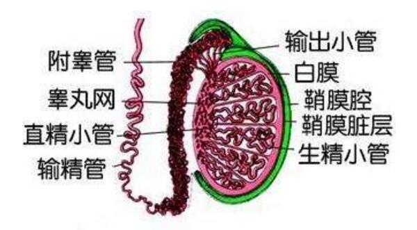 输精管