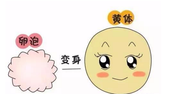 黄体