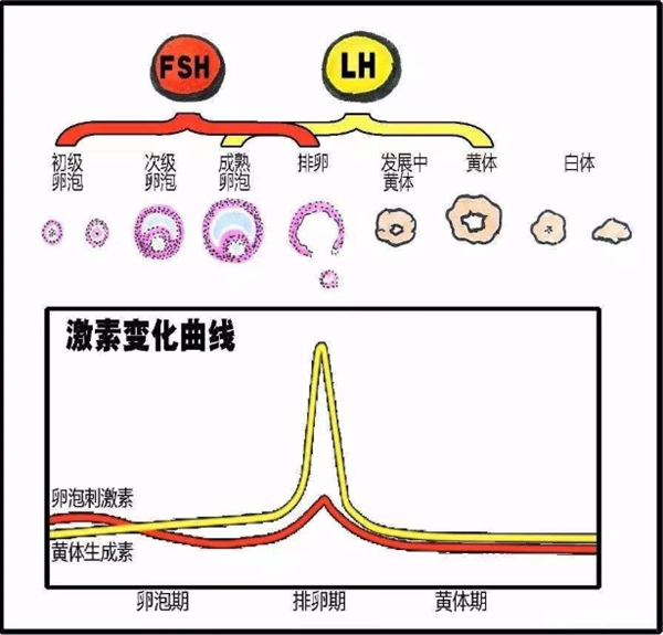 黄体生成素与激素