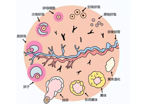 促排卵
