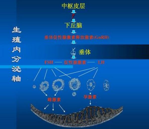 促性腺激素