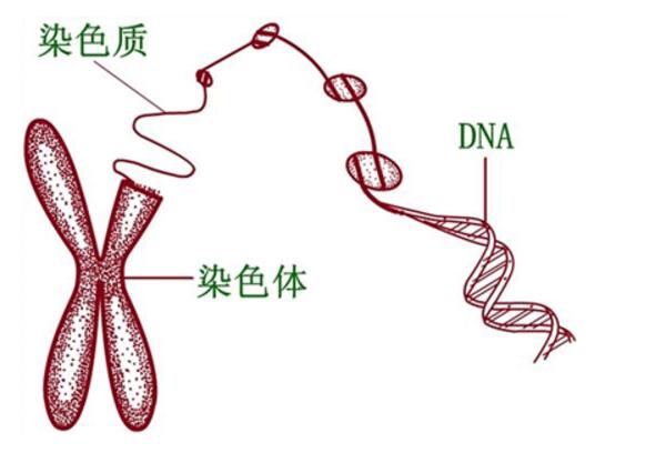 染色体畸变