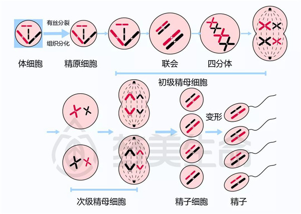 卵子