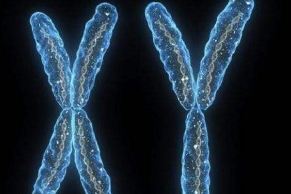 染色体xy