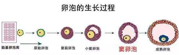 卵泡