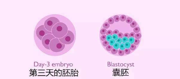 囊胚培育