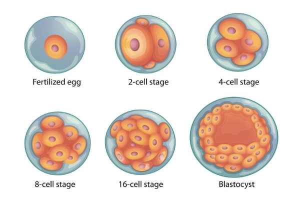 囊胚培育