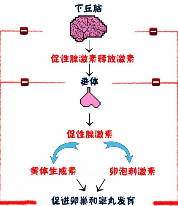 下丘脑