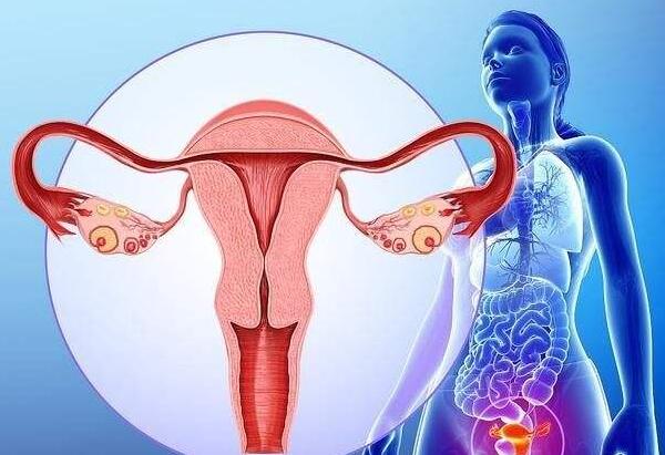 女性子宫