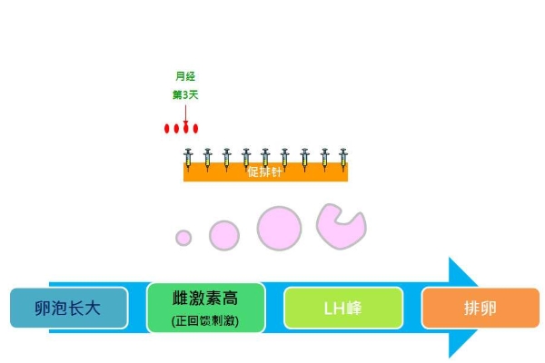 促排方案
