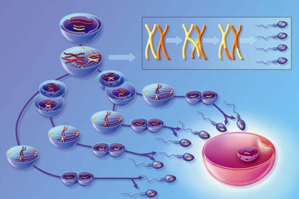精子DNA