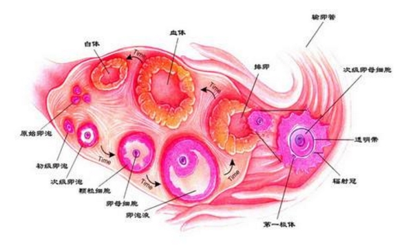 卵巢卵泡