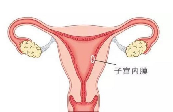 子宫内膜厚度