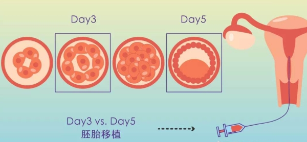 囊胚培育