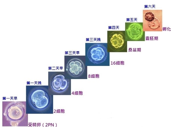 囊胚培育