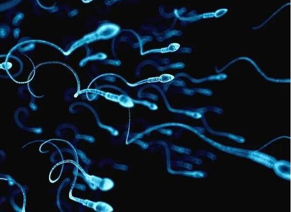 精子质量
