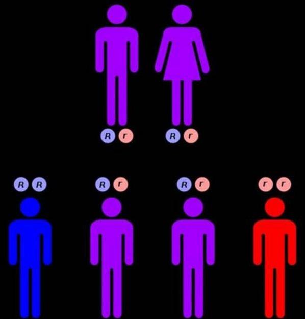 女性隐性基因携带者