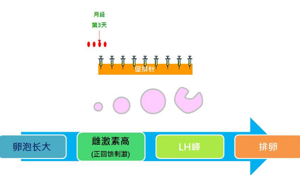 拮抗剂方案