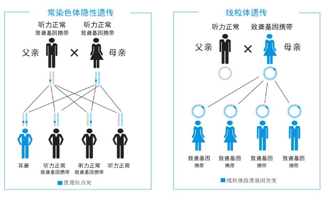 耳聋遗传