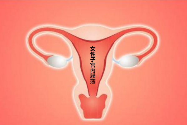 女性子宫内膜薄