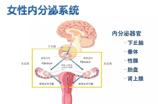 女性内分泌紊乱