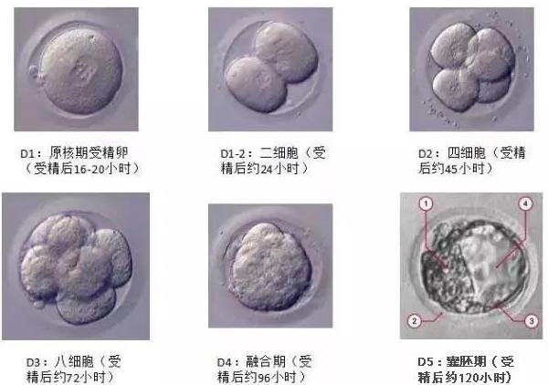 6期胚胎培育.jpg