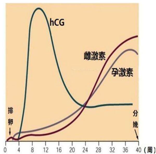 HCG值