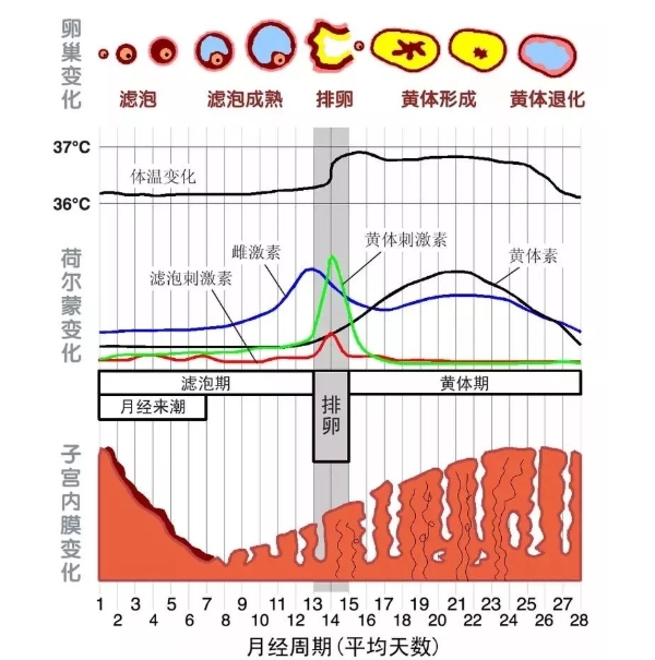 女性雌激素变化.jpg