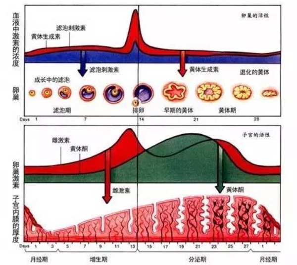 子宫内膜厚度