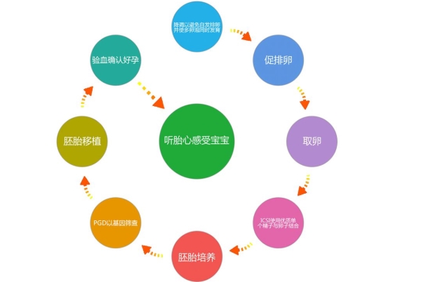 试管流程