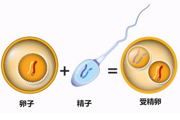 卵子加精子