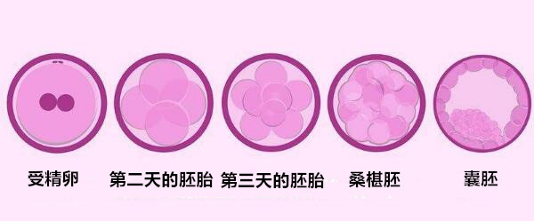 囊胚培育.jpg