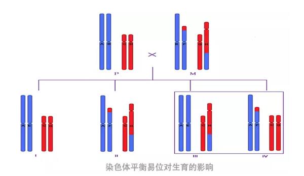 染色体平衡易位.jpg