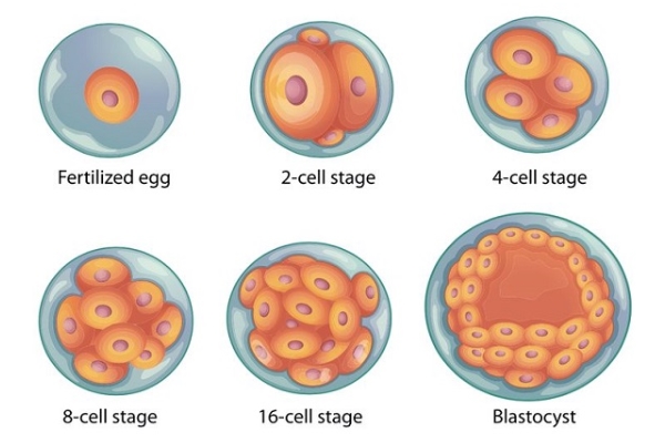 囊胚培育