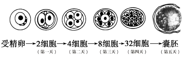 囊胚培养