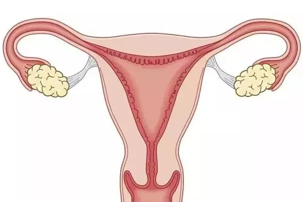 女性子宫内膜薄
