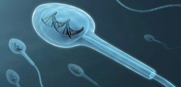 精子碎片